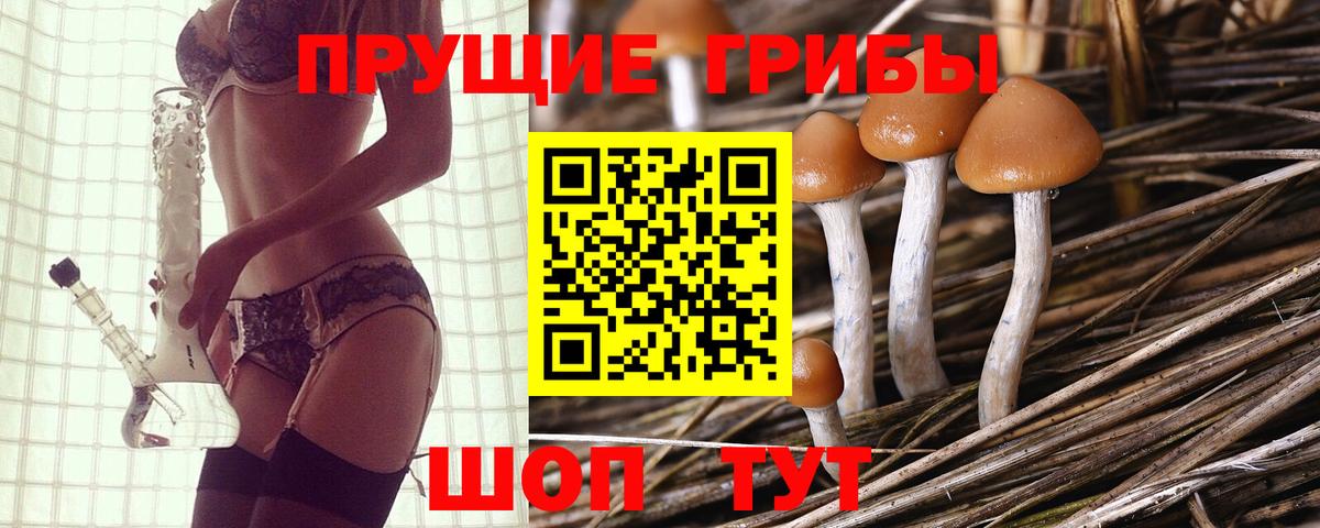 Волхов  Галлюциногенные грибы Cubensis  Вход с VPN 